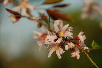 Cratoxylum formosum flower.