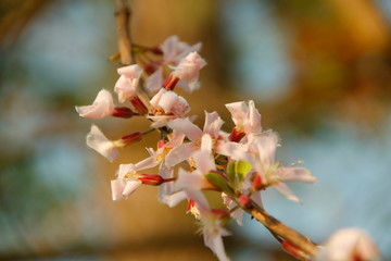 Cratoxylum formosum flower.