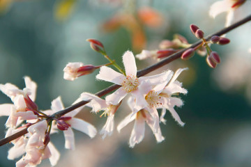 Cratoxylum formosum flower.