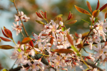 Cratoxylum formosum flower.