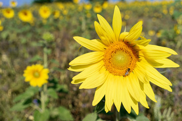 Sonnenblumen (Helianthus annuus), blühend, Baden-Württemberg, Deutschland, Europa