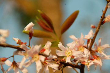 Cratoxylum formosum flower.