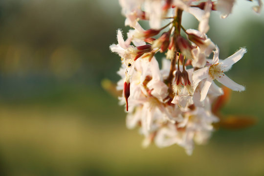 Cratoxylum formosum flower.