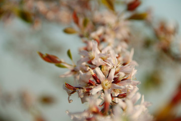 Cratoxylum formosum flower.