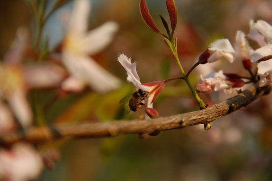 Cratoxylum formosum flower.