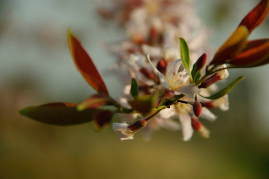 Cratoxylum formosum flower.