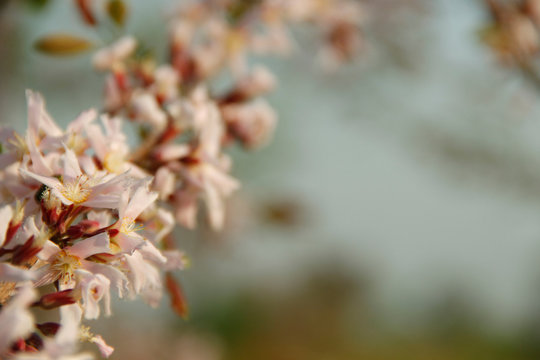 Cratoxylum formosum flower.