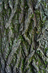 old linden bark covered with moss. relief bark resembles view high mountains wooded from above. texture old bark with moss. Very nice macro plan. moss on bark