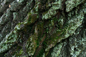 old linden bark covered with moss. relief bark resembles view high mountains wooded from above. texture old bark with moss. Very nice macro plan. moss on bark