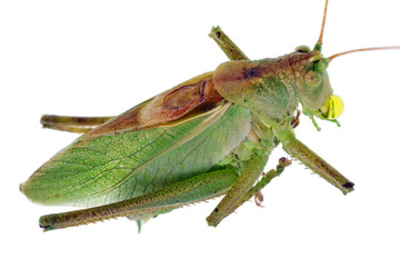 Green dead  frozen grasshopper locust with dew drops isolated macro