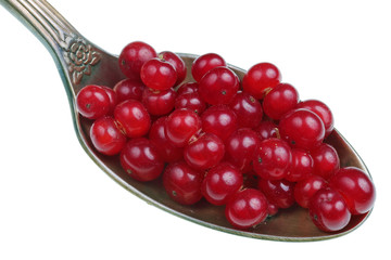 On the old golden spoon there is a dose of natural medicinal product - small red poisonous wolf berries  plant  tangled in spiderweb  isolated macro