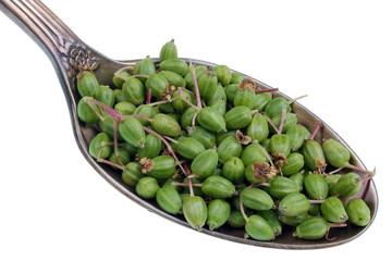 On the old golden spoon there is a dose of natural medicinal product - small green unripe berries of poisonous red elderberry bush  isolated macro