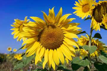 Sonnenblumen (Helianthus annuus), blühend, Baden-Württemberg, Deutschland, Europa