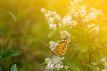 Butterfly on tree branch