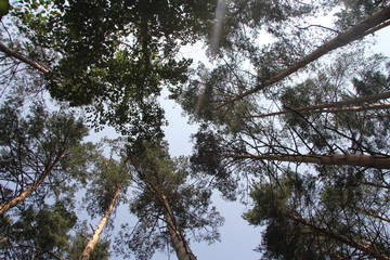 Fototapeta premium Nature