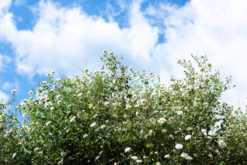 Chrysanthemum Field : White chrysanthemum flower in plantation field with blue sky background. for making chinese herbal medicine.