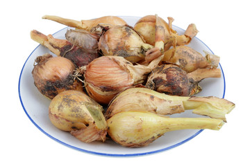 In the future we will eat this concept - rotten bad onion bulbs on a small plate   isolated