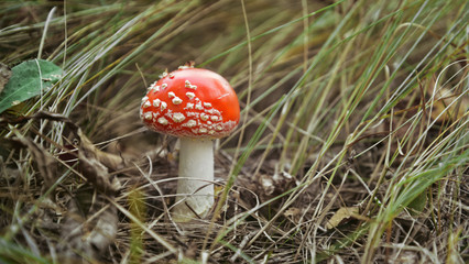 Poisonous Fly Agaric mushroom in autumn forest