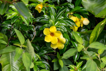 Yellow blossom close-up on Mauritius island, africa