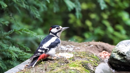 the Great spotted woodpecker