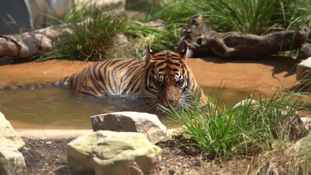 This is a High Definition video of a Bengal Tiger in a pond at the Taronga Zoo in Sydney, Australia.