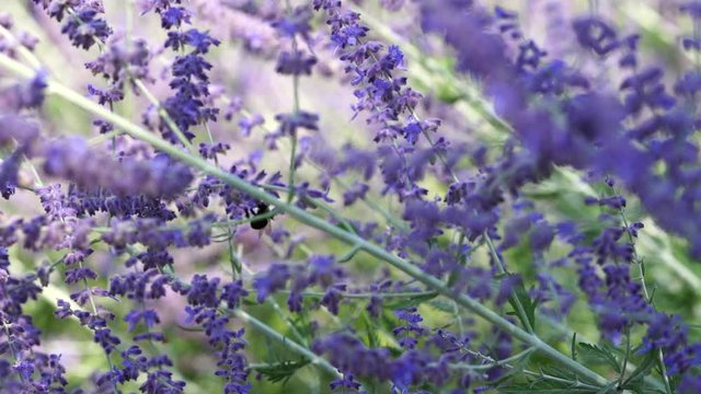This is a High Definition video of a honeybee pollinating violet Russian Sage flowers. This footage was taken in the summer (July) in Monroeville, Pennsylvania.
