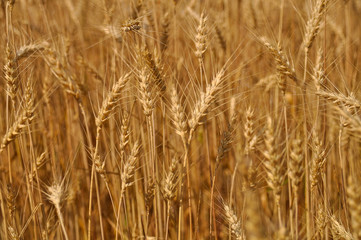 Beautiful wheat landscape on a Sunny day. Ripe field for harvesting. Concepts: Summer, Harvest, Bread, agriculture, crops