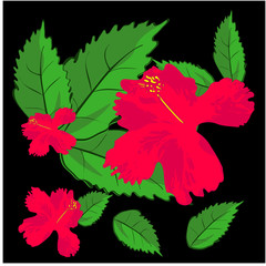 Red hibiscus flowers and leaves, flowers, beautiful colorful , black background, vector illustration For decoration as a backdrop of fabric patterns
