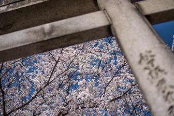 三輪神社の桜