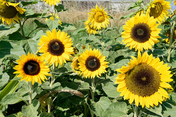 Sonnenblumen (Helianthus annuus), blühend, Baden-Württemberg, Deutschland, Europa