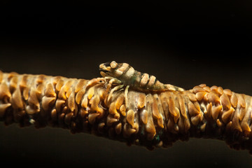 Wire Coral Shrimp, Pontonides unciger