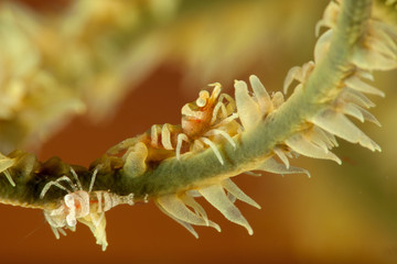 Wire Coral Shrimp, Pontonides unciger