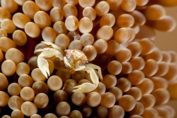 Porcelain crab from the Indo-Pacific region, Neopetrolisthes maculatus
