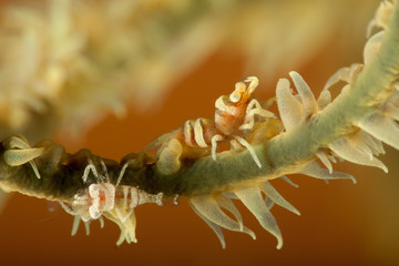 Wire Coral Shrimp, Pontonides unciger