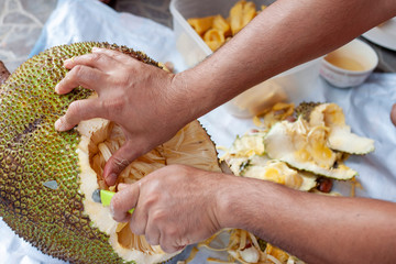 Hand of man holding a knife to cut the jackfruit.