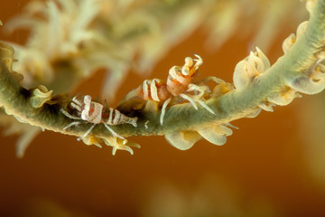 Wire Coral Shrimp, Pontonides unciger