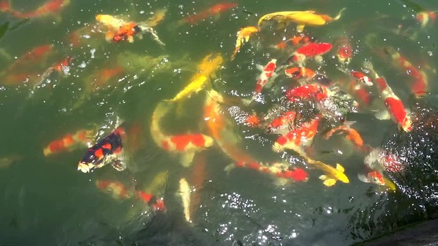 Koi fish swimming and looking for food in a pond. Koi fishes are colored Amur carp, usually are for decorative purpose in pond or water garden. 