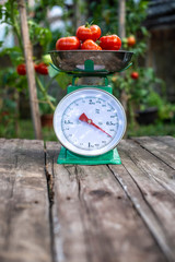 Tomatoes on scales in home organic garden.