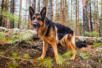 Dog German Shepherd in the forest in an early spring