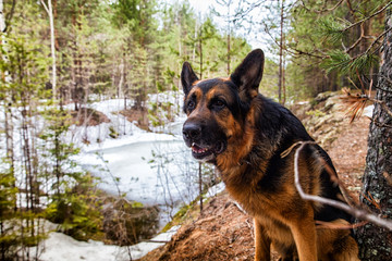 Dog German Shepherd in the forest in an early spring