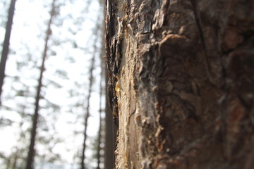 Fototapeta premium Nature