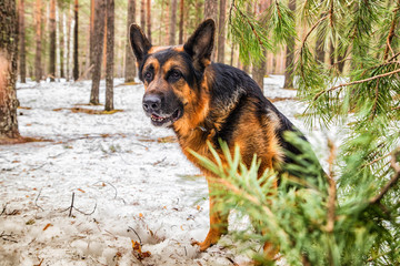 Dog German Shepherd in the forest in an early spring