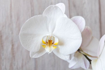 Naklejka na ściany i meble Beautiful Orchid flower. Close up. Orchid Bud.