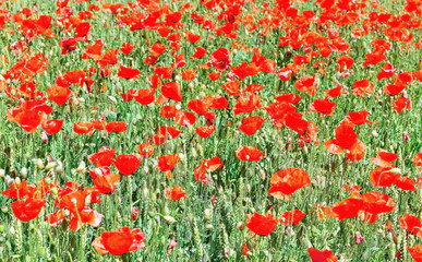 red poppies on a background of green field