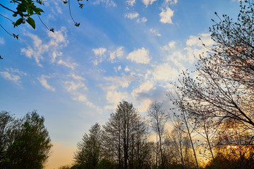 Tree branches against the blue sky with white clouds and sunset on a sunny day