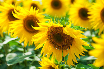 Fototapeta premium Sunflower field - summer outdoors