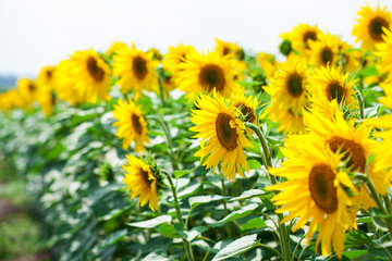 Sunflower field - summer outdoors