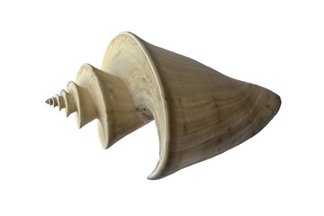 Conchiglia (Thatcheria mirabilis)