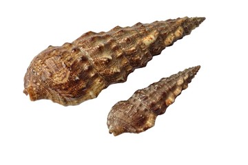 Conchiglia (Cerithium vulgatum)