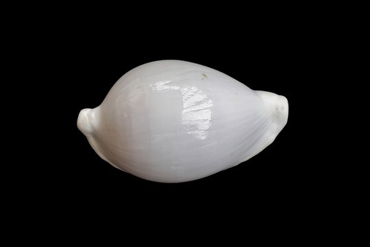 Conchiglia (Ovula ovum)